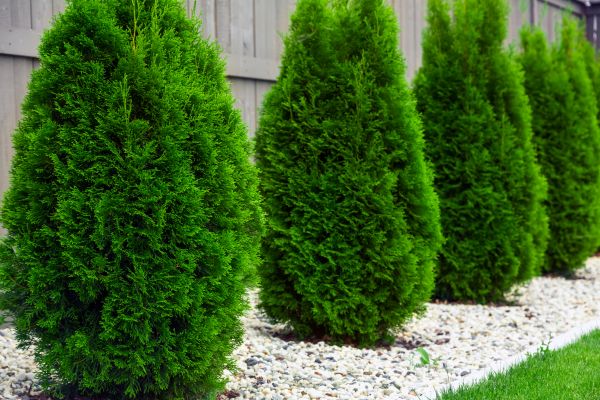 Arborvitae Planting in Lakeville
