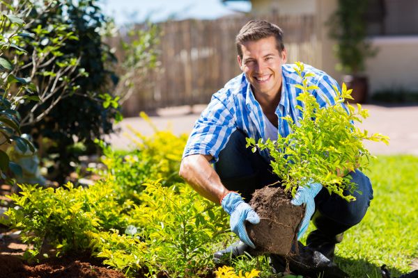 Bush Planting Service in Lakeville