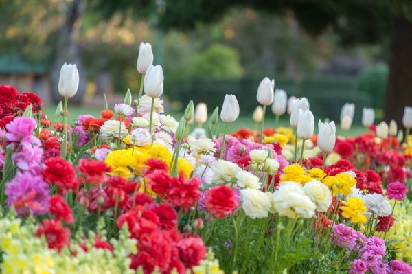 Gardening Service in Lakeville