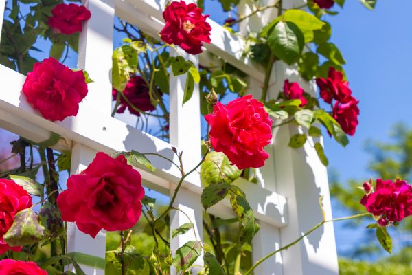 Home Gardening Service in Lakeville