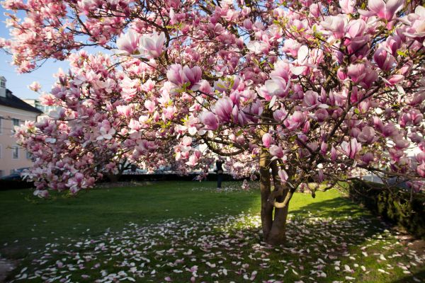 Magnolia Tree Planting in Lakeville