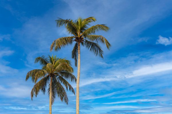 Palm Tree Planting in Lakeville