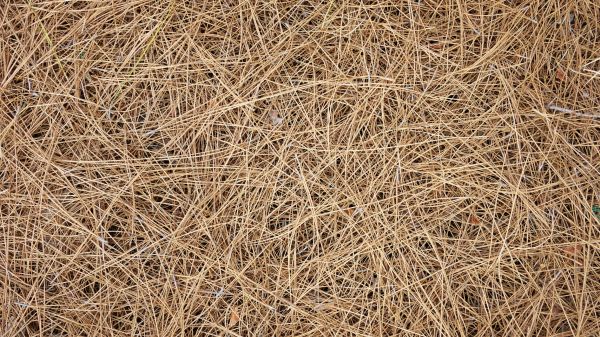 Pine Needles Delivery in Lakeville