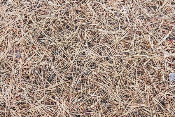Pine Straw Installation in Lakeville