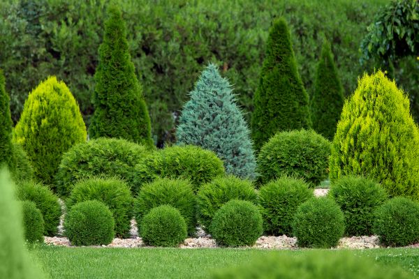 Shrub Replacement in Lakeville
