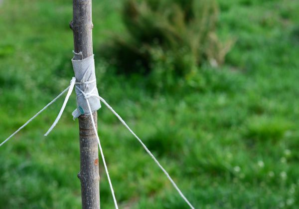 Tree Staking Service in Lakeville