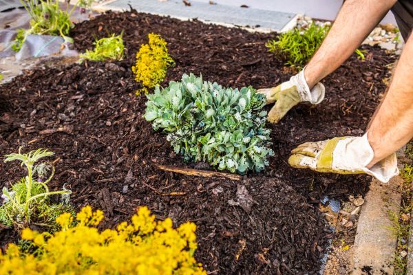 Weeding And Mulching in Lakeville