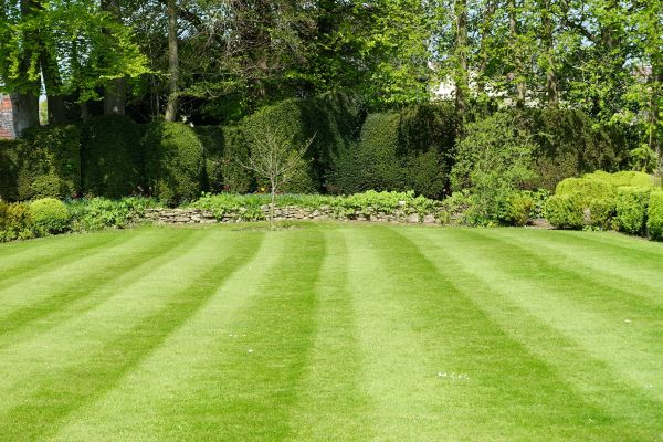 Lawn Renovation in Lakeville