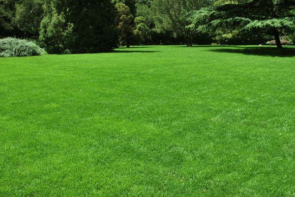 Lawn Landscaping in Lakeville