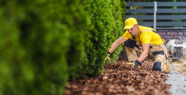 Cypress Mulch Installation in Lakeville