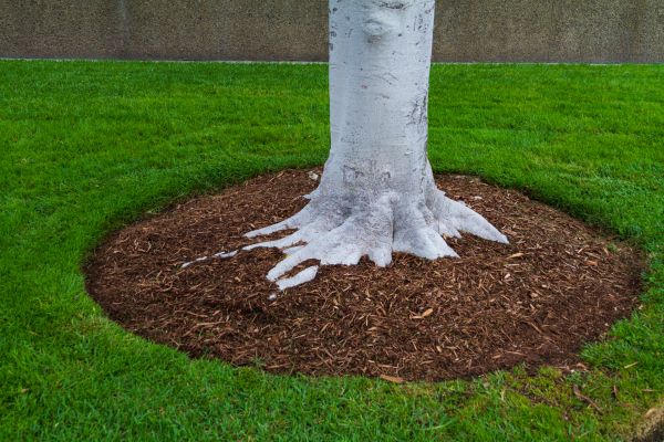 Brown Mulch Installation in Lakeville