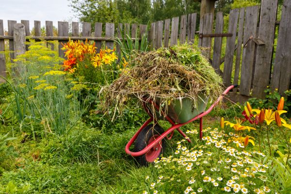 Garden Cleanup Service in Lakeville