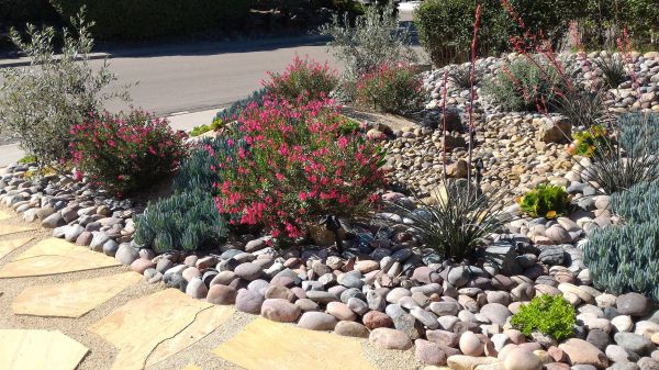 Xeriscape Landscaping in Lakeville