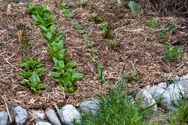Mulch Service in Lakeville