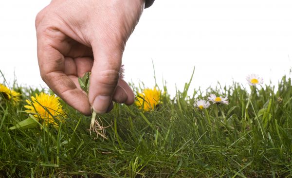 Lawn Weeding in Lakeville