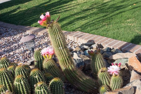 Desert Landscaping in Lakeville