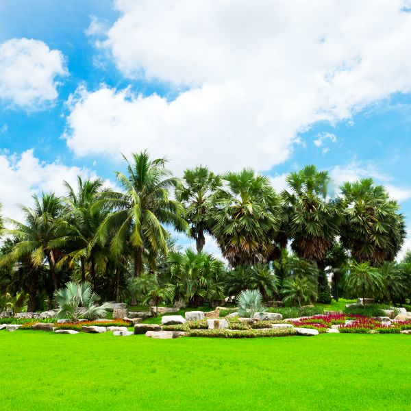 Tropical Landscaping in Lakeville