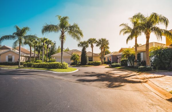 Palm Tree Landscaping in Lakeville