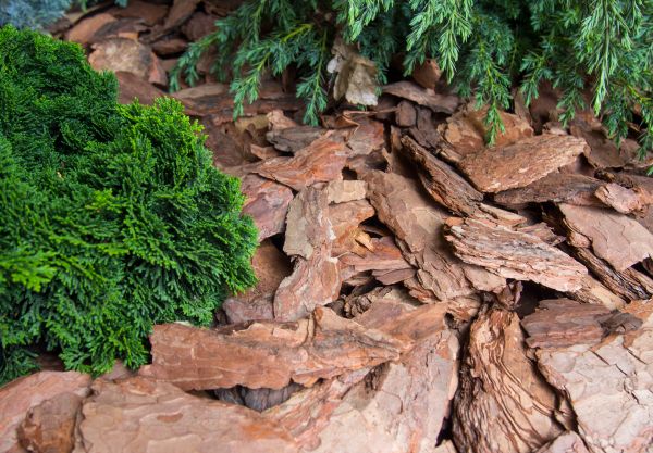 Pine Bark Installation in Lakeville