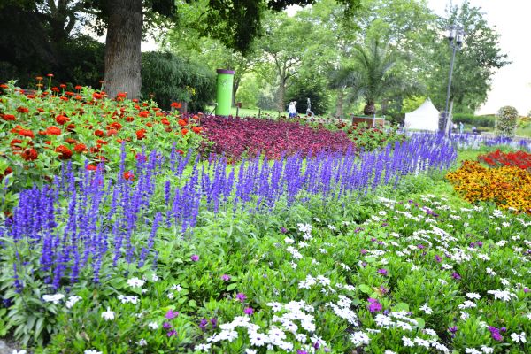 Perennials Planting in Lakeville