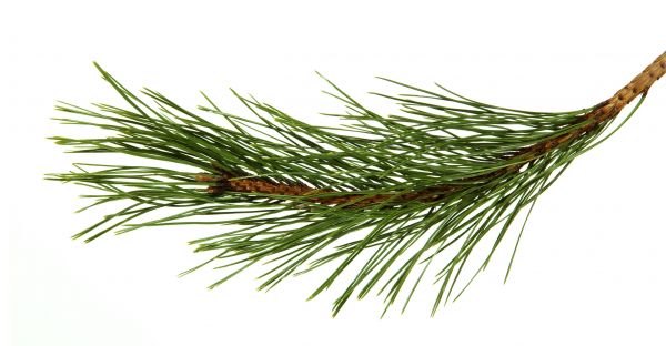 Pine Needles Installation in Lakeville