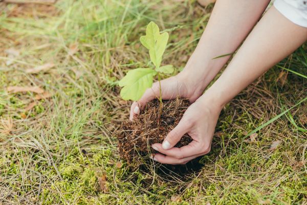 Oak Tree Planting in Lakeville