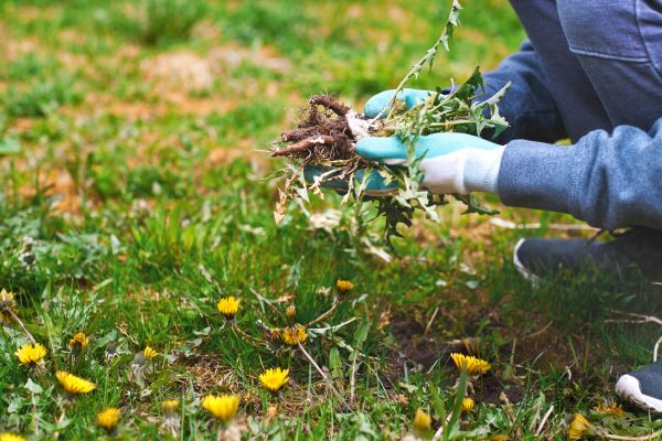 Flower Bed Clearing in Lakeville