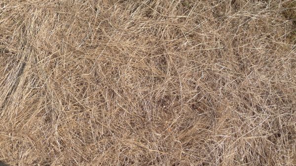 Pine Straw Replacement in Lakeville