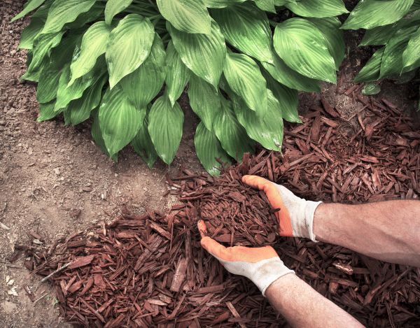 Bark Spreading in Lakeville