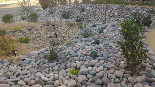 Yard Xeriscaping in Lakeville