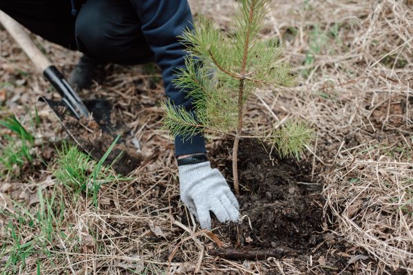 Pine Tree Planting in Lakeville