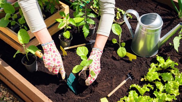 Garden Bed Installation in Lakeville