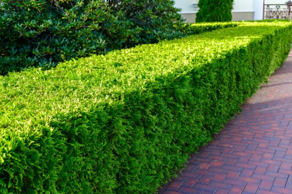 Hedge Installation in Lakeville