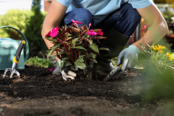 Plant Replacement in Lakeville