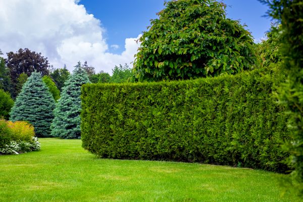 Hedge Landscaping in Lakeville