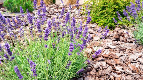 Pine Bark Landscaping in Lakeville