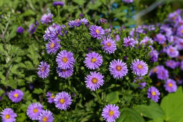 Perennial Flower Planting in Lakeville
