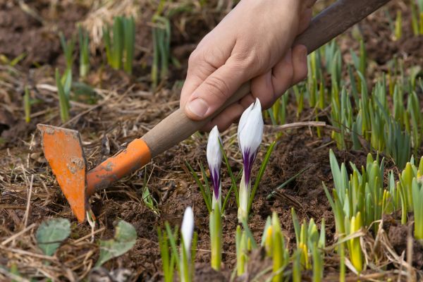Flower Garden Weeding in Lakeville