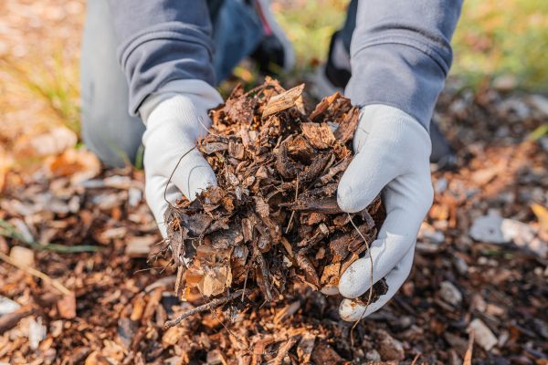 Shredded Mulch Installation in Lakeville