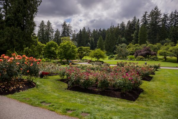 Flower Garden Landscaping in Lakeville