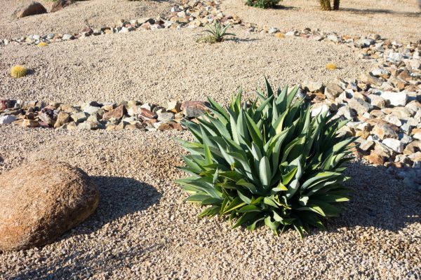 Xeriscaping Service in Lakeville