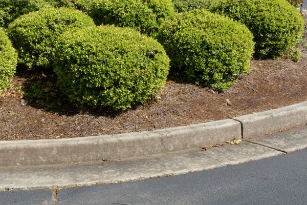 Pine Mulch Installation in Lakeville