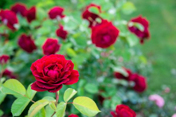 Rose Planting in Lakeville