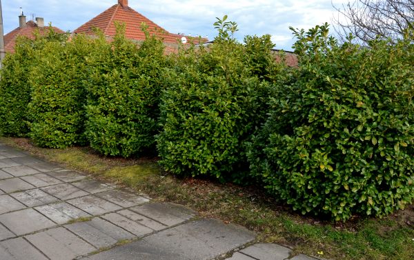 Privacy Shrub Installation in Lakeville