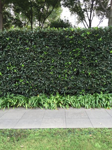 Privacy Shrub Planting in Lakeville