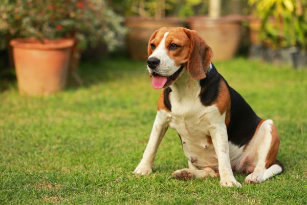 Dog Friendly Landscaping in Lakeville