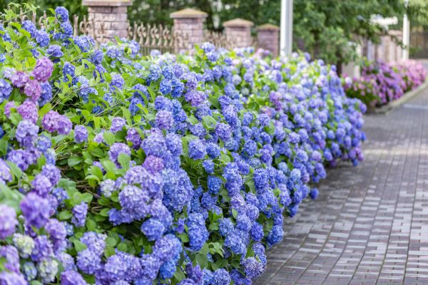 Hydrangea Landscaping in Lakeville