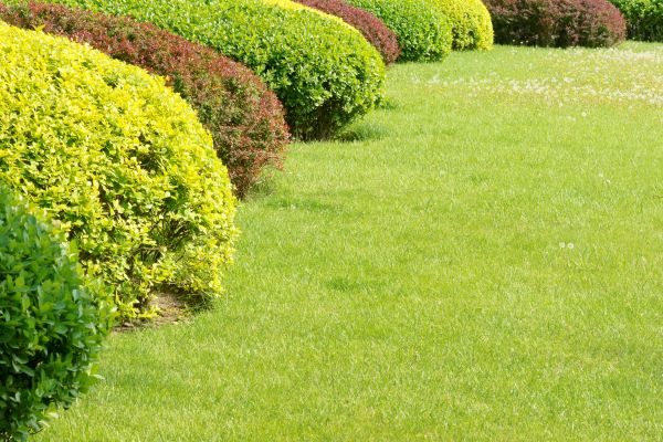 Shrubbery Planting in Lakeville