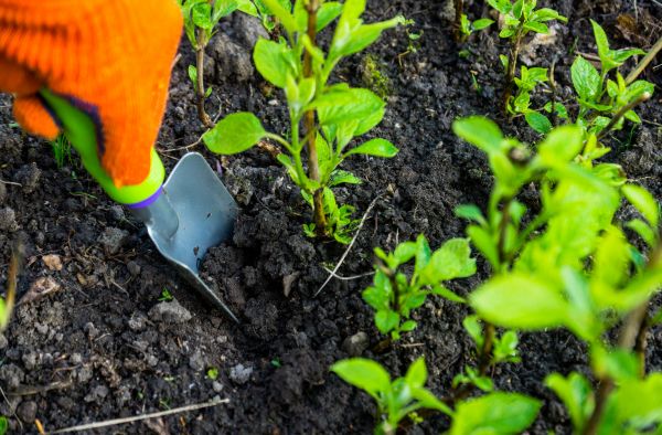 Hydrangea Planting in Lakeville
