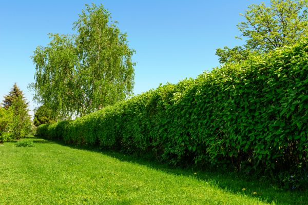 Hedge Replacement in Lakeville